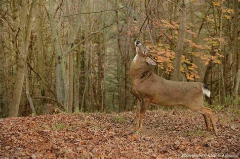 Understanding Whitetail Scrape Behavior Legendary Whitetails Deer