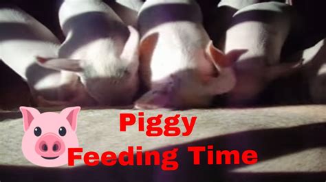 Piglets Feeding On Momma Pig Youtube