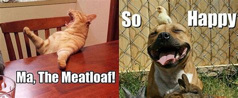 Best animal memes business inquiry: Silly Animal Memes | POPSUGAR Pets