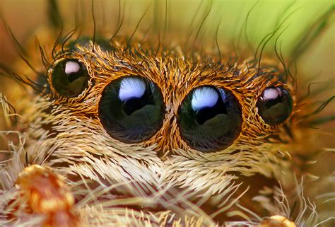 Bug Close Up Beautiful Spider Photos By Shahan