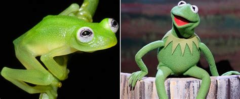 Real Life Kermit The Frog New Glass Frog Species Discovered In Costa