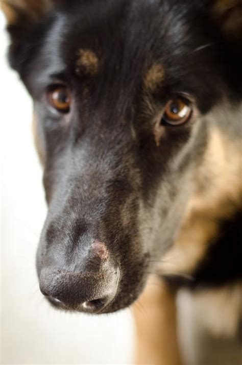 What Is This Weird Bump On Her Nose German Shepherd Dog Forums