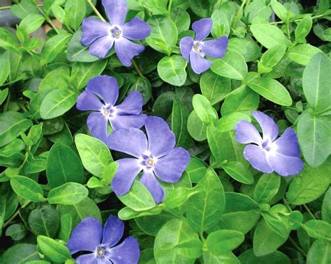 10 Runners Vinca Minor Periwinkle Roots Plant Ground Cover Zone 3 To 9