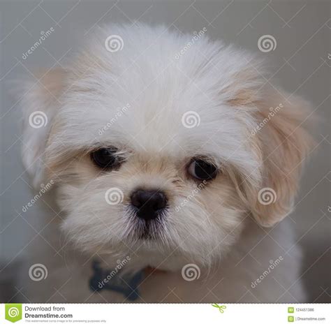 Cute White Shih Tzu Puppies
