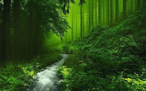 Beautiful Forest Hd Image Live Hd Wallpaper Hq Pictures Images