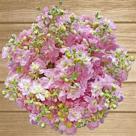 Spray Stock Flowers Pack 50 Stems More Colors Available
