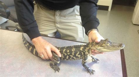 Nearly 3 Foot Alligator Surrendered To Spca In Hauppauge Newsday