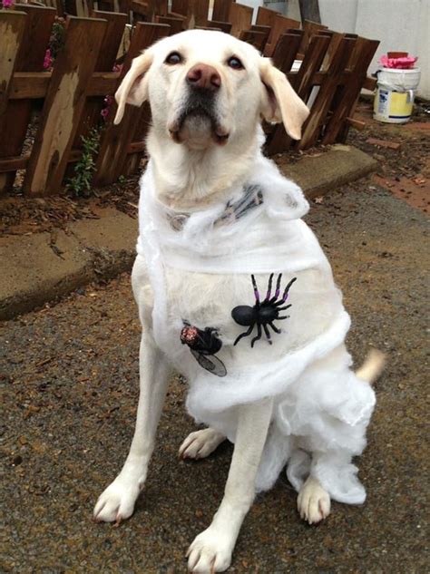 14 Ideas For Homemade Dog Halloween Costumes