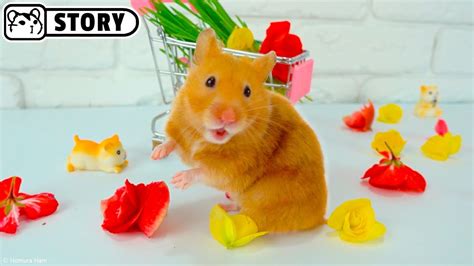 Hamsters Eat Edible Flowers 🌸 Pixie Teddy Bear Hamster 🌸 Homura Ham