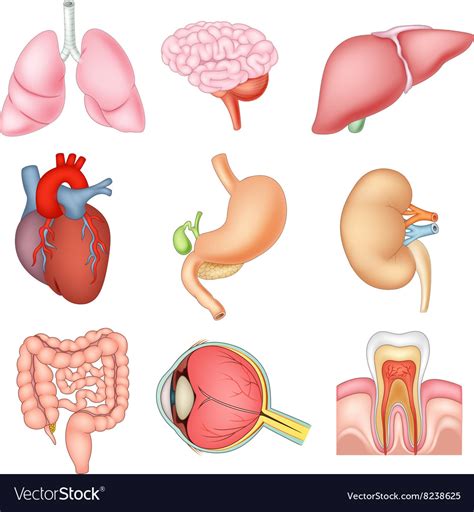 Vector Internal Organs Collection In Cartoon Style Anatomy Of Human The Best Porn Website