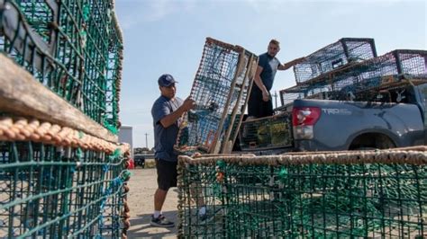 Mikmaw First Nation Releases Catch Numbers From Lobster Fishery Cbc News
