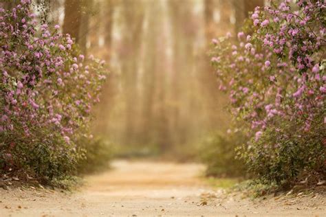 Spring Backdrop Summer Digital Backdrop Digital Background Flower