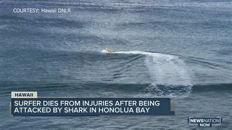 Surfer Dies From Injuries After Being Attacked By Shark In Honolua Bay Youtube