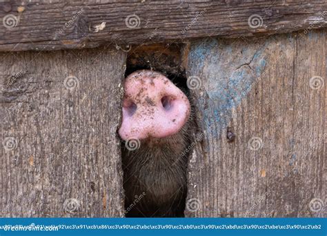 The Nose Of A Little Piglet Stock Photo Image Of Healthy Agriculture
