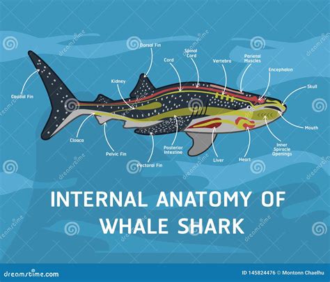 Internal Anatomy Of Whale Shark Stock Vector Illustration Of Repair