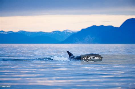 Orca Or Killer Whale In Frederick Sound High Res Stock Photo Getty Images
