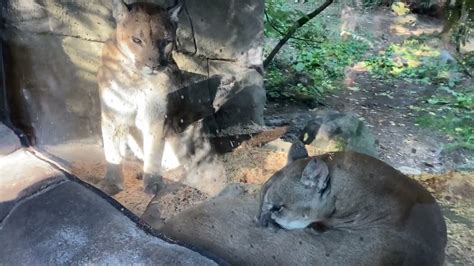 Oregon Zoo Two Cougars Hanging Out Youtube