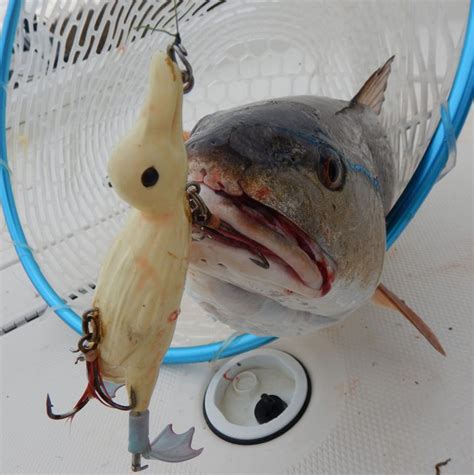 Billy rotne and tom olivo caught a big redfish in mosquito lagoon on light fishing tackle that, when measured, crushed the current florida redfish record. Catching Redfish with Ducks - Fowl Play? | Coastal Angler ...