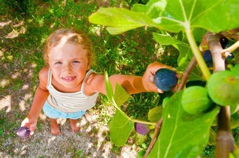 The 7 Best Fruit Trees For Your Back Yard Food Forest Garden Fruit