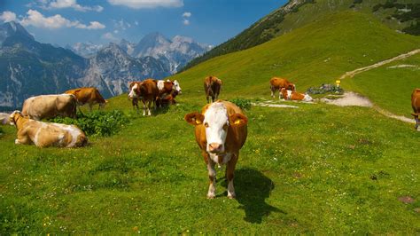 Cows In The Alps 4 Wallpaper Animal Wallpapers 12189