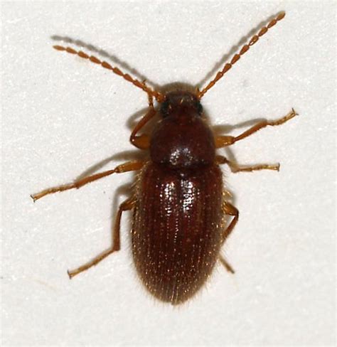 Hairy Little Brown Beetle Biological Science Picture Directory