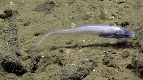 Real Monstrosities Cusk Eel