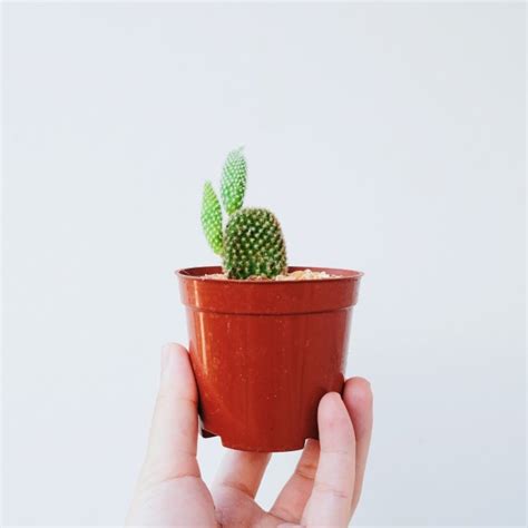 Cocina vital 03 sep 2019. Cómo plantar un cactus en casa - ¿Cómo lo puedo hacer?