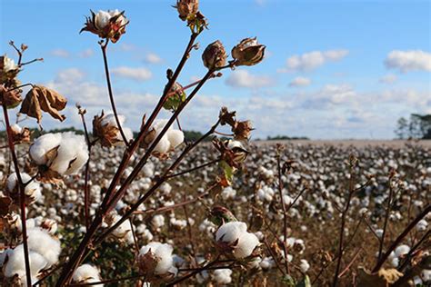 K State Researchers Seeking Best Ways To Grow Cotton In Kansas