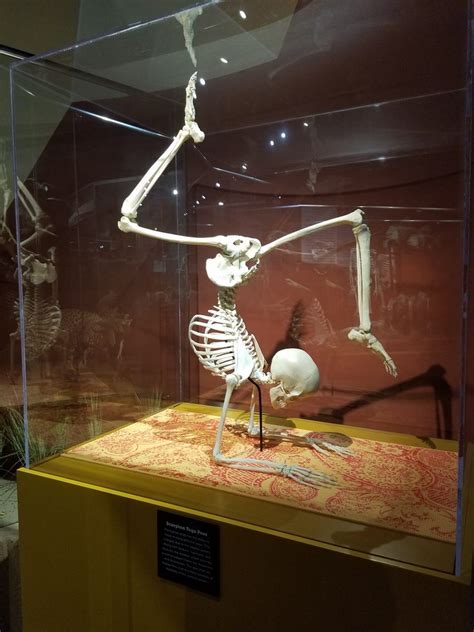 Skeletons Museum Of Osteology River Ventures — Crystal River