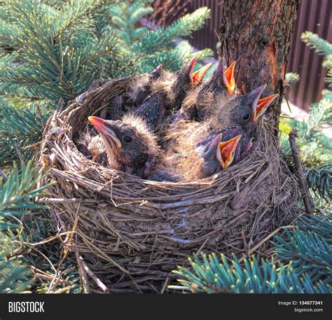 Small Birds Nest Image And Photo Free Trial Bigstock