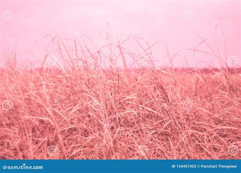 Pretty Field Pink Grass Nature Love Background Stock Image Image Of