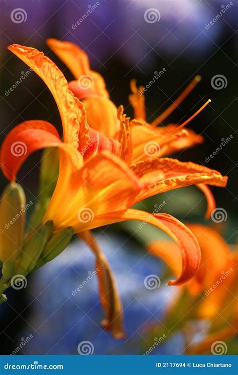 Orange Lily In Sunset Light Stock Photo Image Of Gardener Plant 2117694