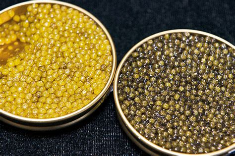 Caviar Gold Yellow From China Produits De La Mer