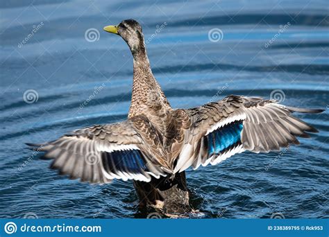 Mallard Duck Resting On The Cool Water With Wings Outstretched Stock