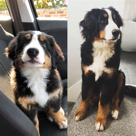 Milla The Bernese Mountain Dog At 10 Weeks And 6 Months My Best Girl