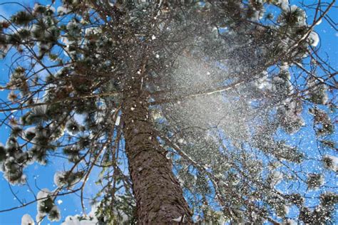 4 Reasons To Water Your Pine Tree During The Winter Tree Journey