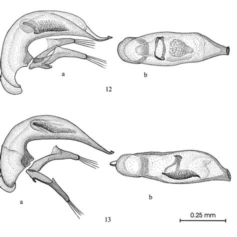 Aedeagus Of Epaphiopsis Spp A Lateral View B Dorsal View 12 E