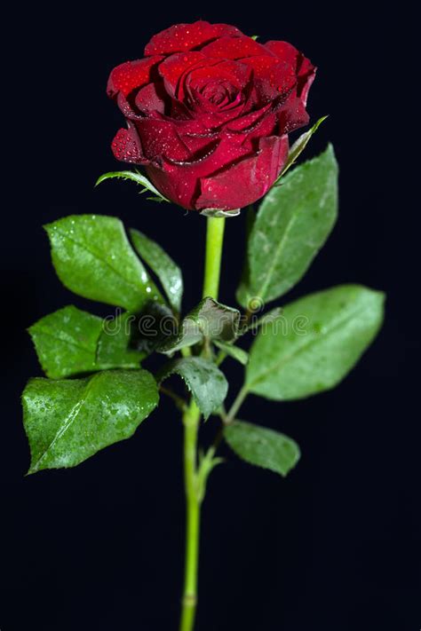 Red Rose Stock Photo Image Of Object Nature Plant 85531706
