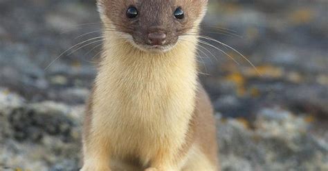 Cute Little Weasel So Curious Animal Kingdom Pinterest Animal