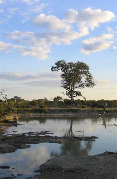 Reference Photos for Artists: Trees: Tree Reference Photo: Water Hole Reflection | Reference ...