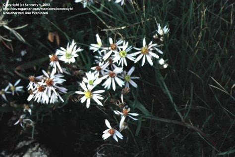 Plantfiles Pictures Sea Aster Aster Tripolium 1 By Kennedyh
