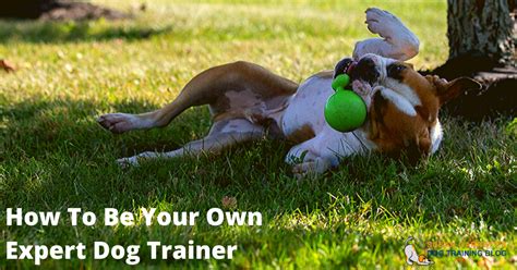 They and their dogs will both be happier for it. How To Be Your Own Expert Dog Trainer | Susan Garrett's ...