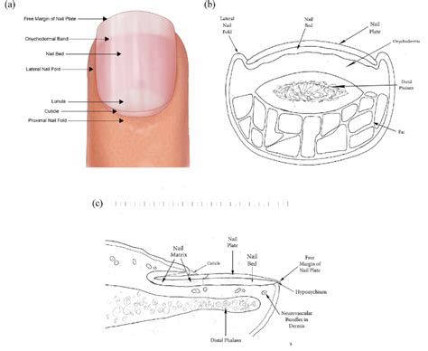 Healthy Nail With Normal Anatomic Structures In Place A Surface