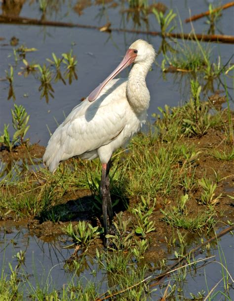 African Waterbirds Nature Photography