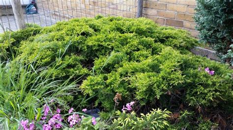 Low Lying Evergreen Cover Plants Evergreen Landscape