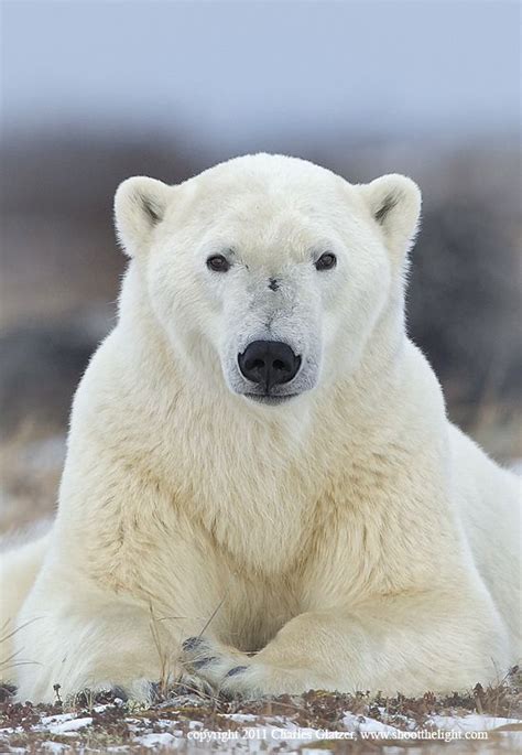 231 Best Images About Polar Bears On Pinterest Mothers