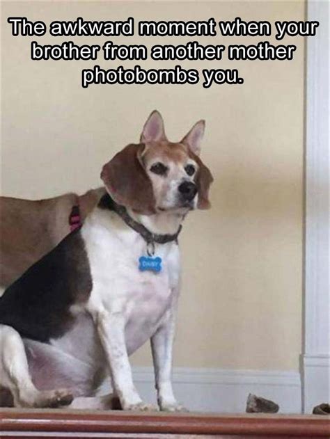 Funny Animal Pictures Of The Day 23 Pics