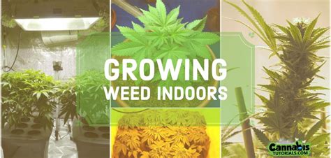 How To Grow Weed Indoors A Beginners Guide