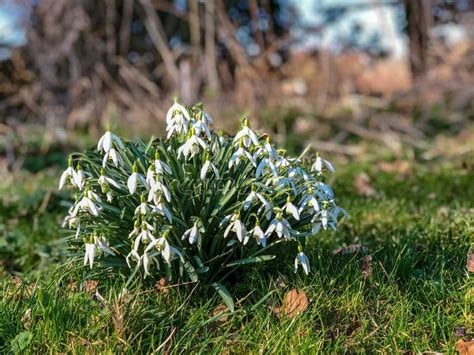 Art Spring Snowdrop Flowers With Snow In The Forest Stock Photo Image