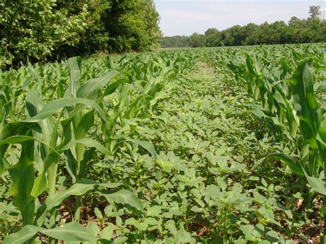 Controlling Large Palmer Amaranth in Tall Corn - UT Crops News